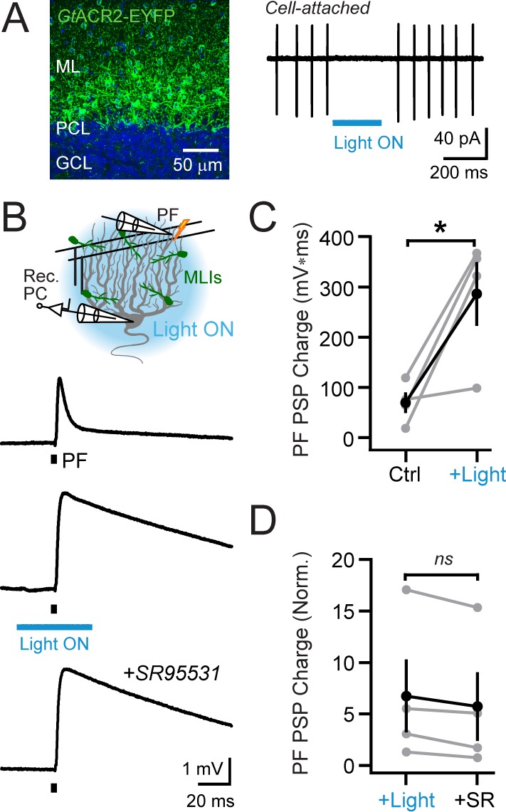 Figure 5—figure supplement 1.