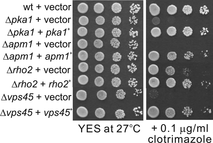 Fig 4