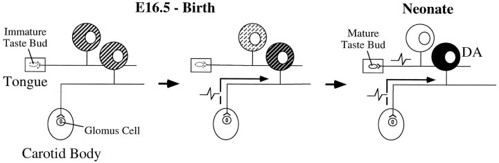 Fig. 11.