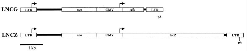 FIG. 1