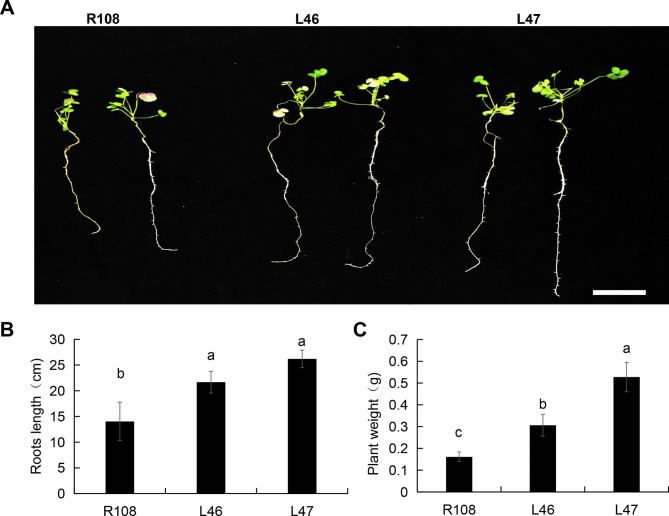 Fig. 6