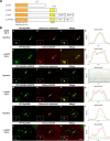 FIGURE 3: