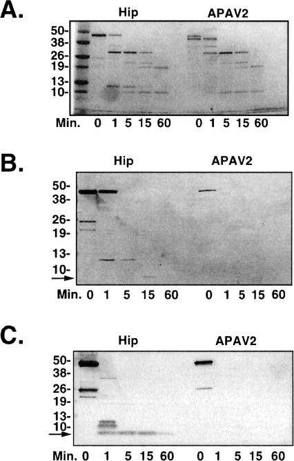 Fig 3.