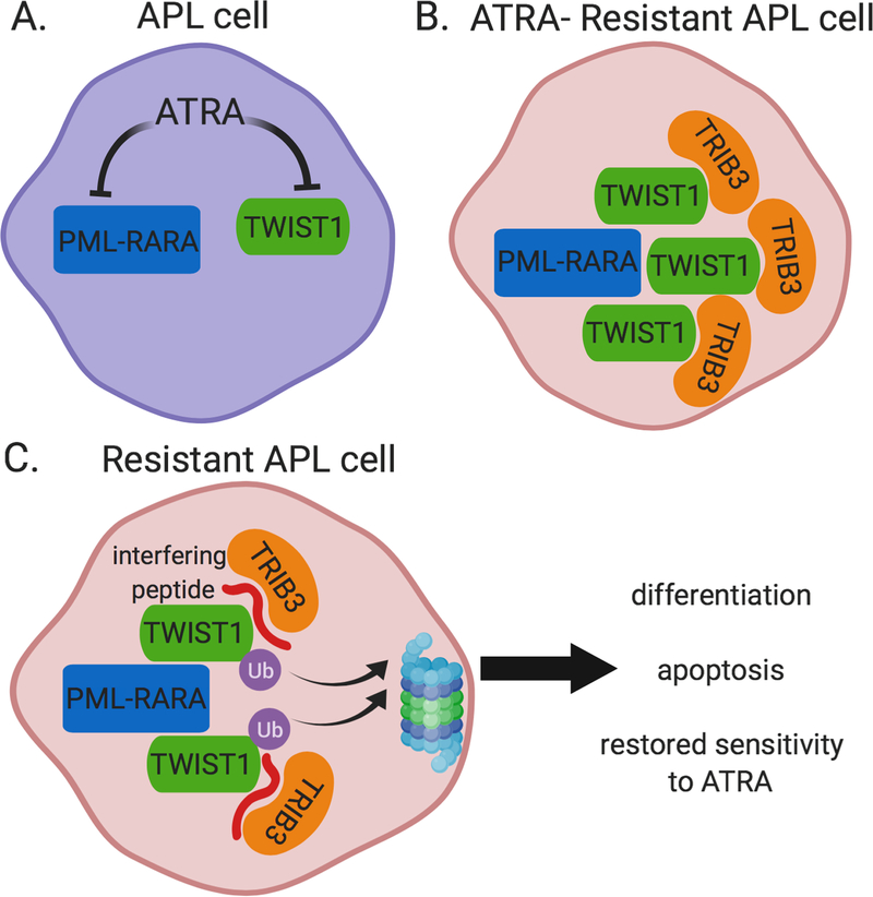 Twist of fate for acute promyelocytic leukemia trib3 twist1 interaction