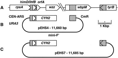 FIG. 1.