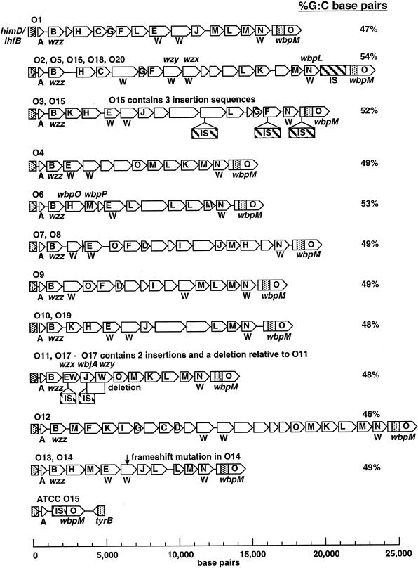 FIG. 2.