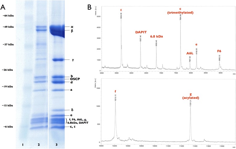 Figure 1—figure supplement 2.