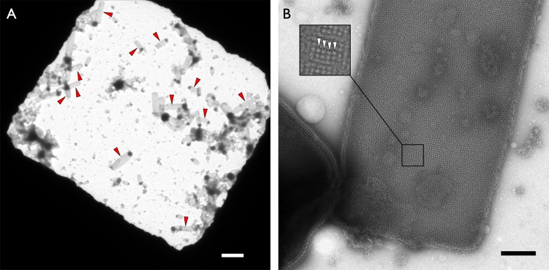 Figure 1—figure supplement 1.