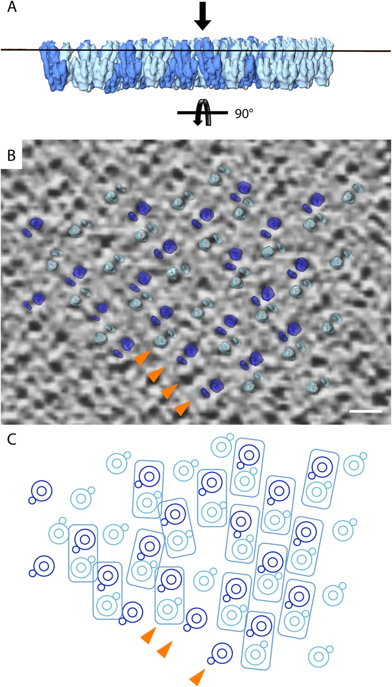 Figure 5—figure supplement 1.