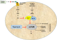 Fig. (3)