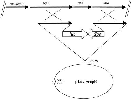 FIG. 5.