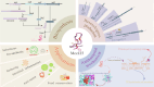 Image, graphical abstract