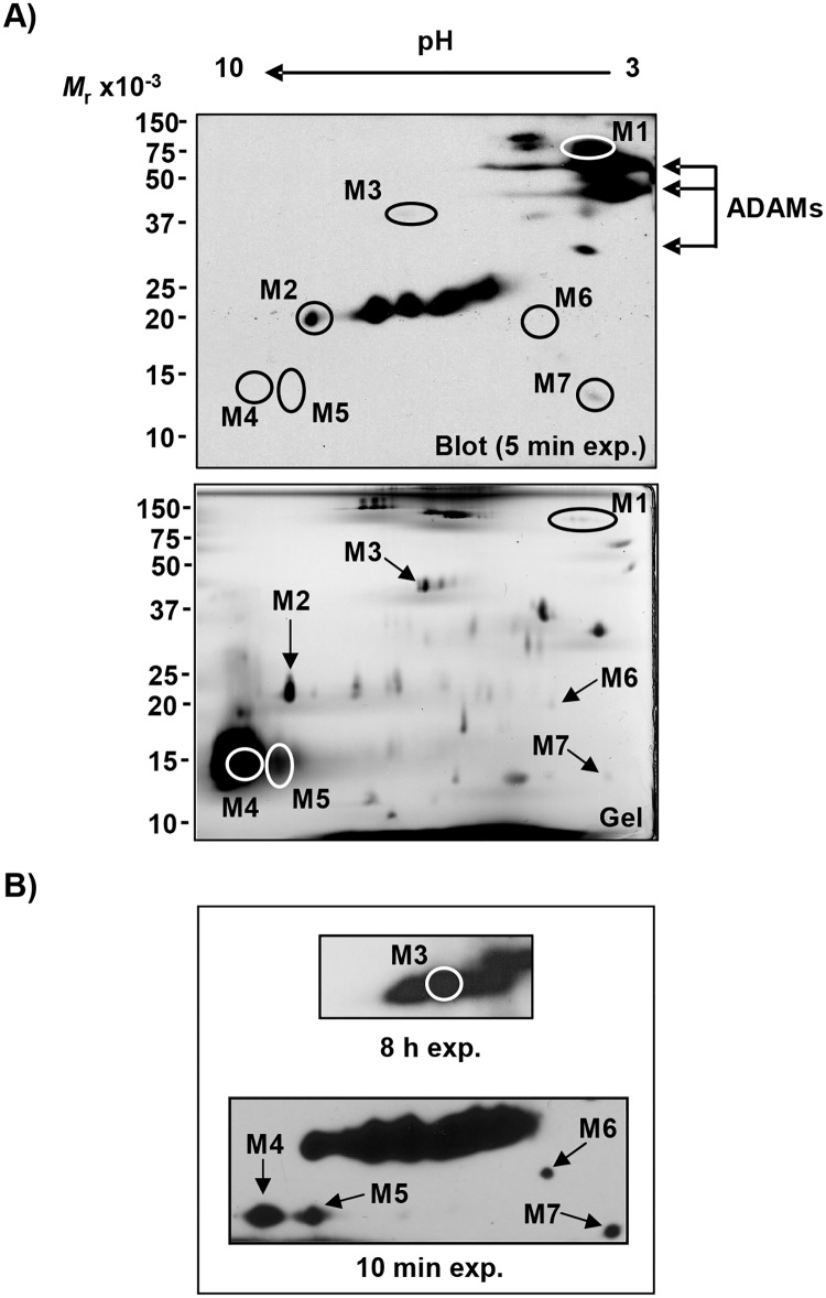 Fig 4