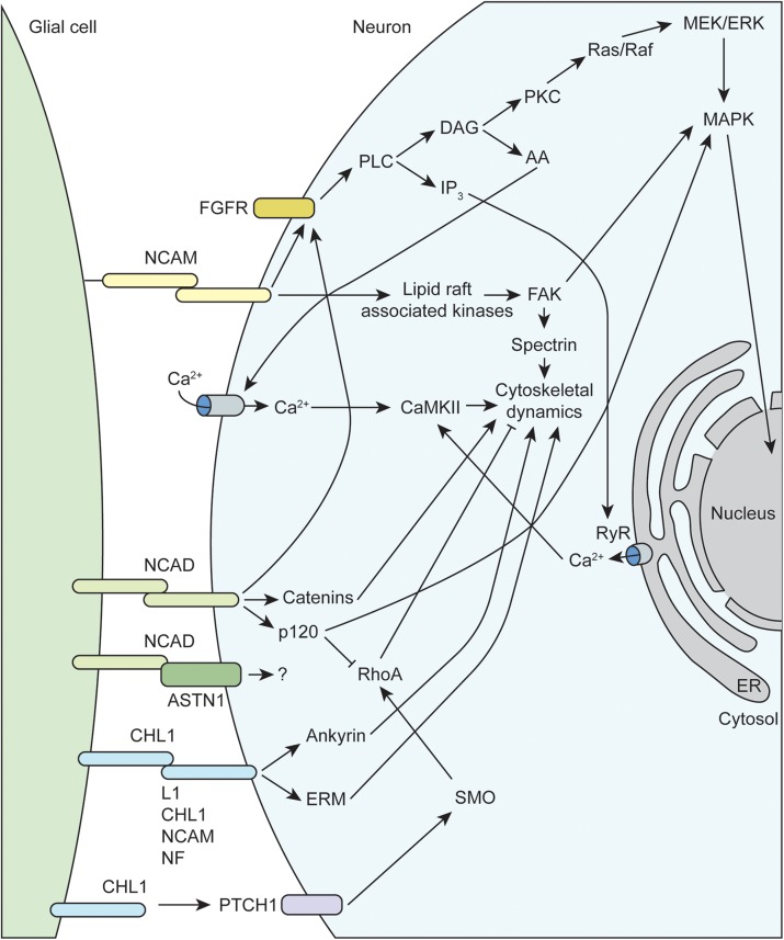 FIGURE 2