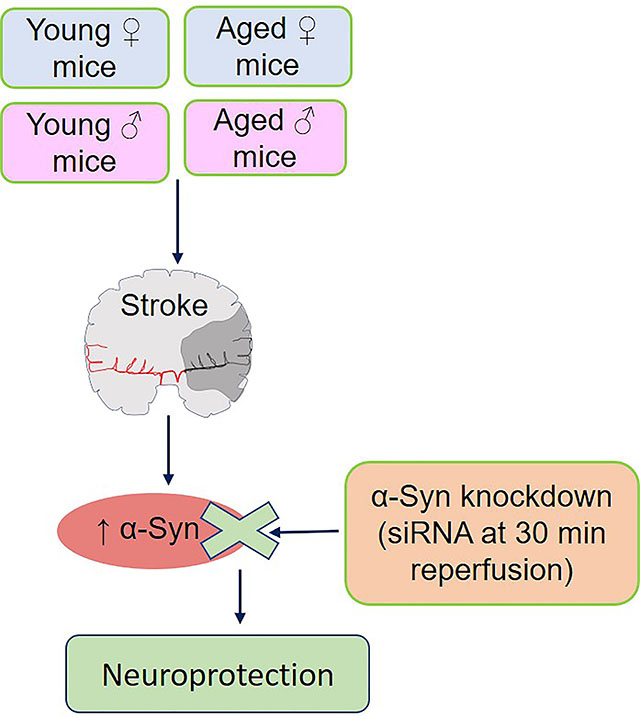 graphic file with name nihms-1616519-f0001.jpg