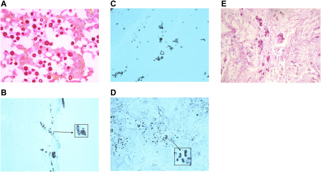 FIGURE 4