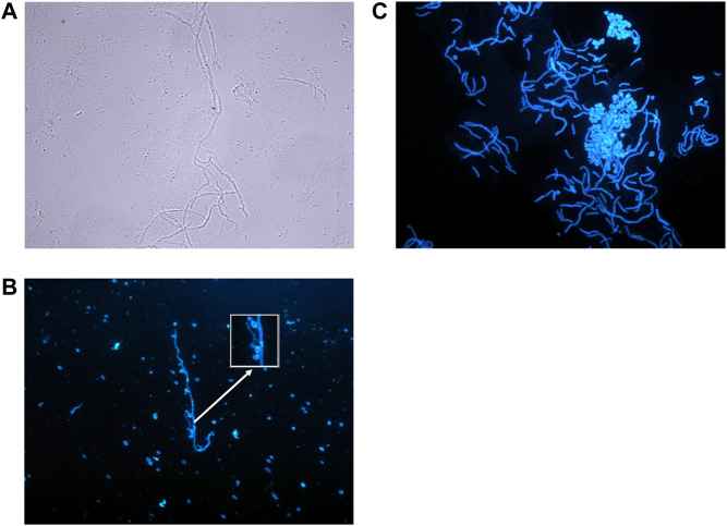 FIGURE 2