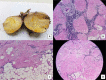 Fig 2 (