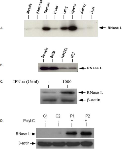 Fig.2