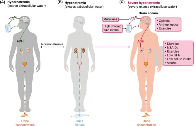 FIGURE 1: