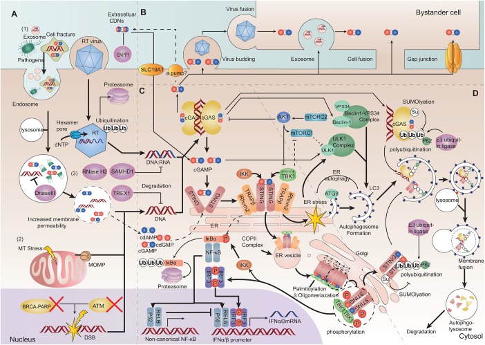 FIGURE 2