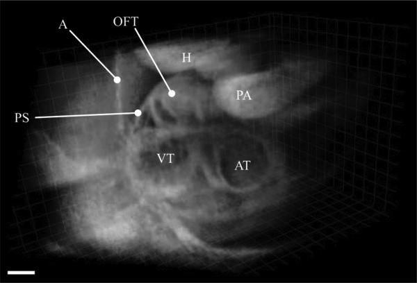 Fig. 8