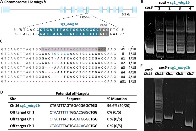 Figure 2—figure supplement 1.