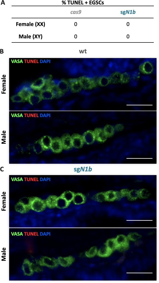 Figure 2—figure supplement 4.