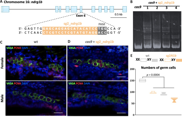 Figure 2—figure supplement 2.