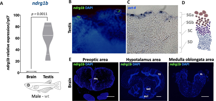 Figure 5—figure supplement 2.