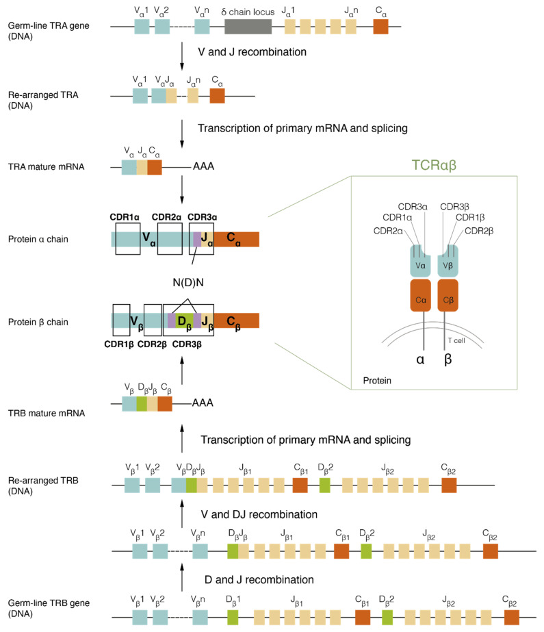 Evaluation of the TCR Repertoire as a Predictive and Prognostic ...