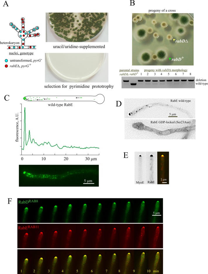 FIGURE 1: