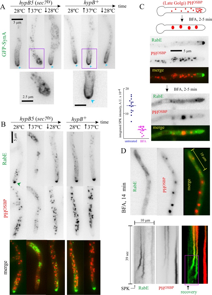 FIGURE 4: