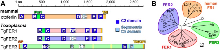 FIG 1