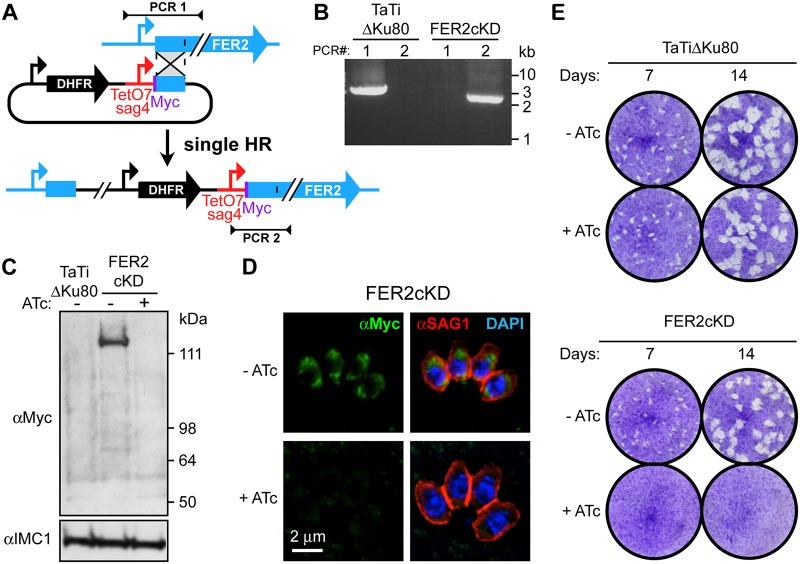 FIG 2