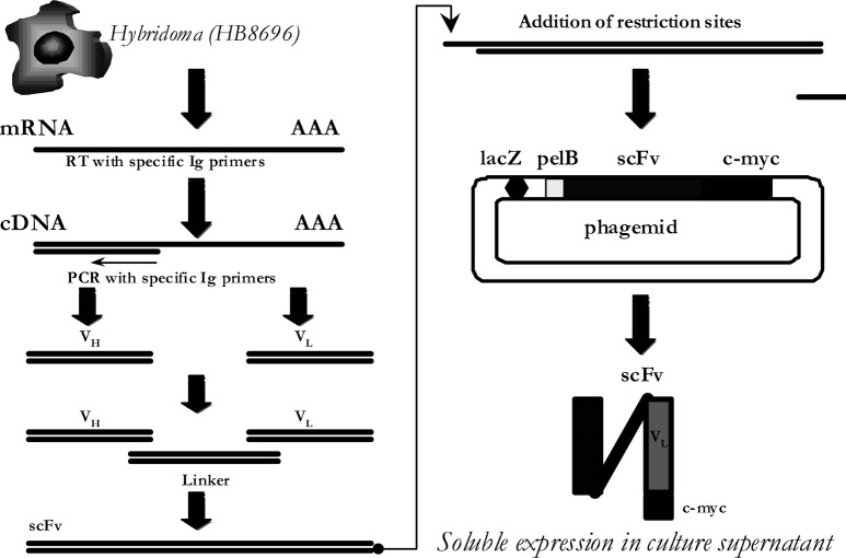 Fig. 1