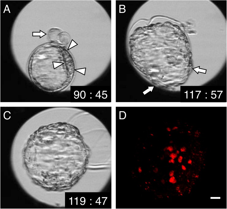 Fig 6