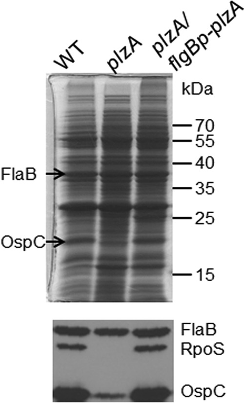 FIG 2