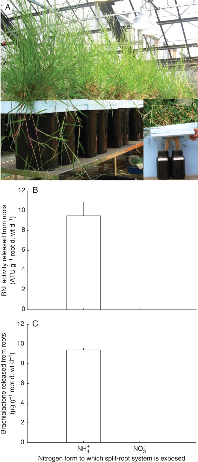 Fig. 12.