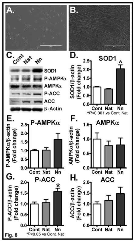 Fig. 8