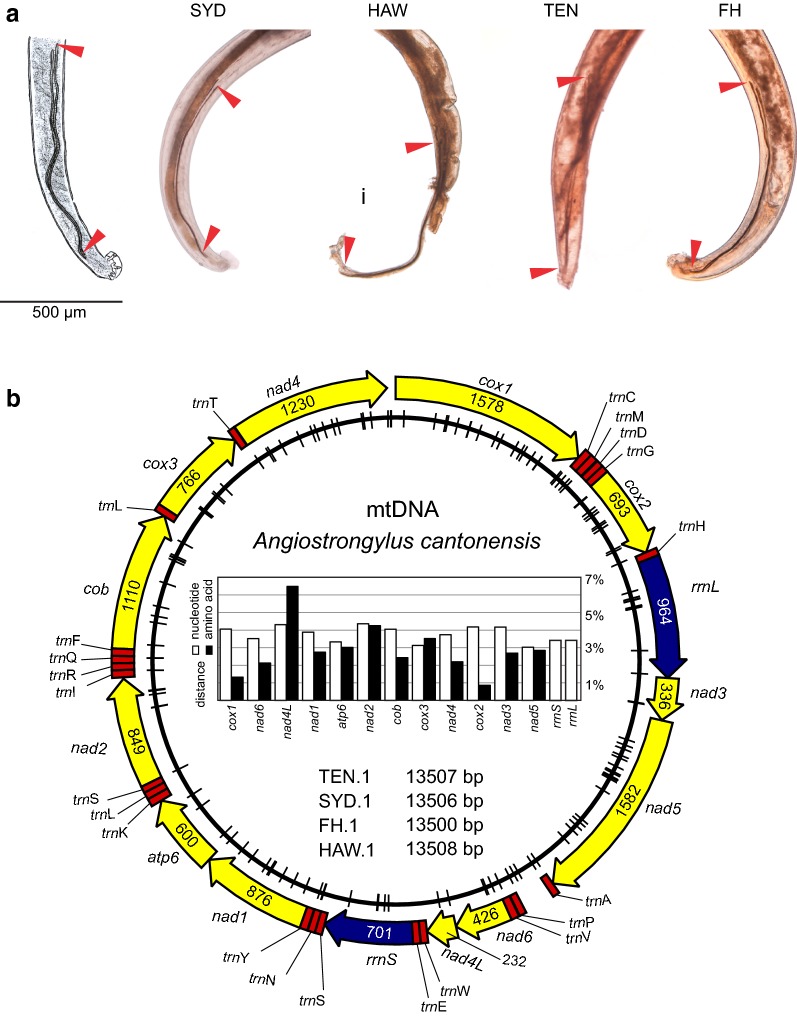 Fig. 2