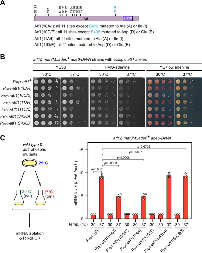 Figure 6—figure supplement 3.