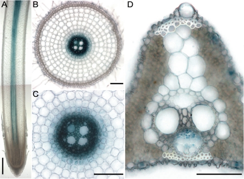 Fig. 5.