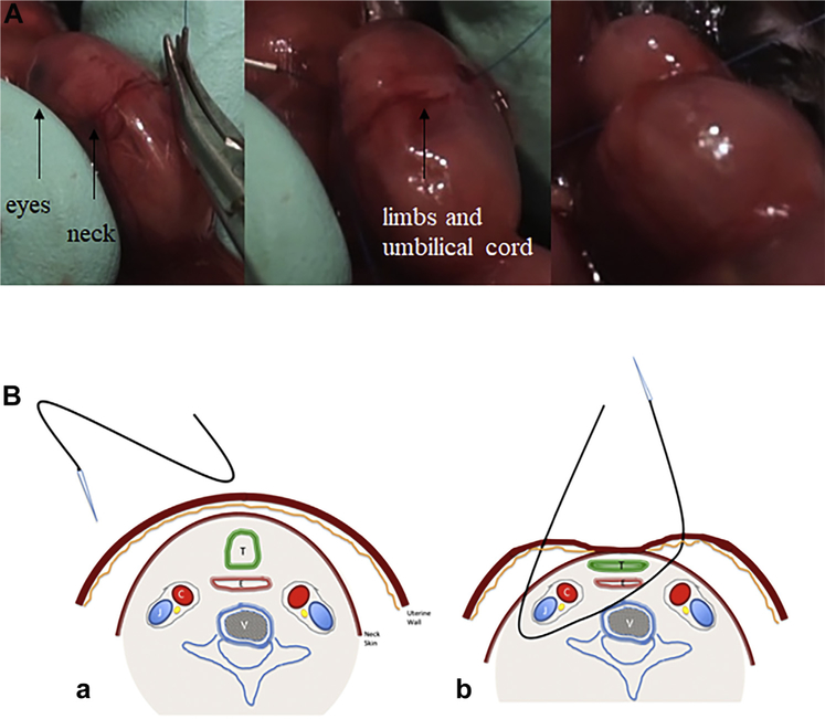 Fig. 1 –