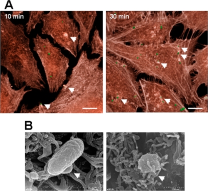 FIG. 4.