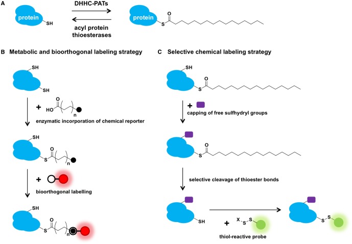 Protein S-palmitoylation in cellular differentiation - PMC