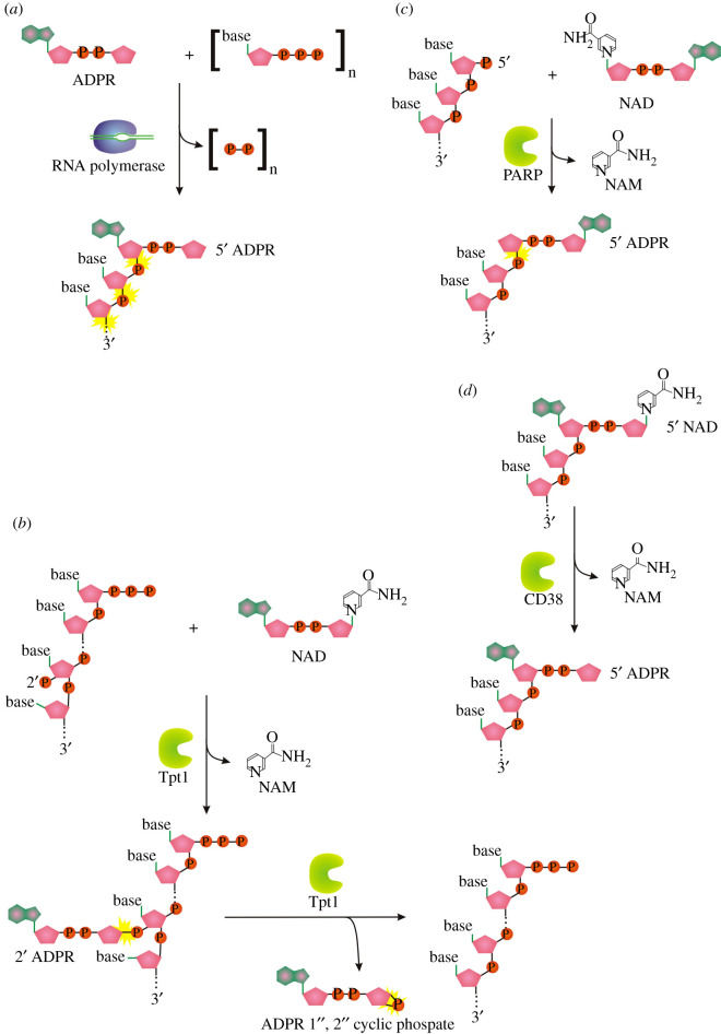 Figure 5. 