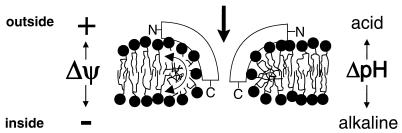 FIG. 5