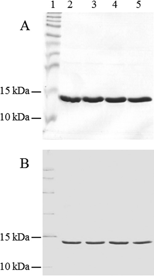 FIG 5