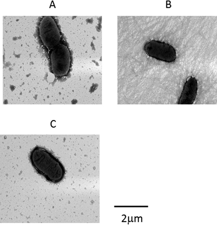 FIG 2